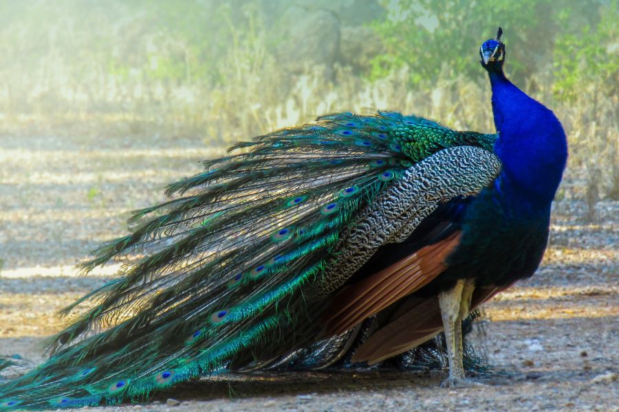 Peacock