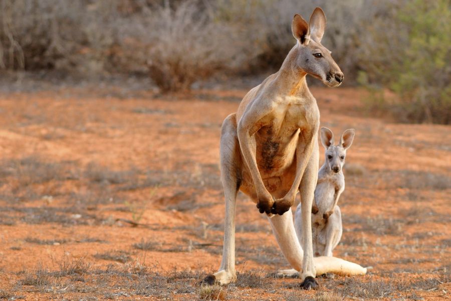 kangaroos