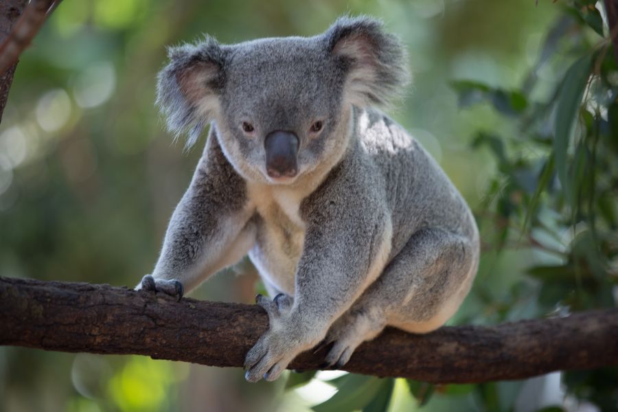 koala